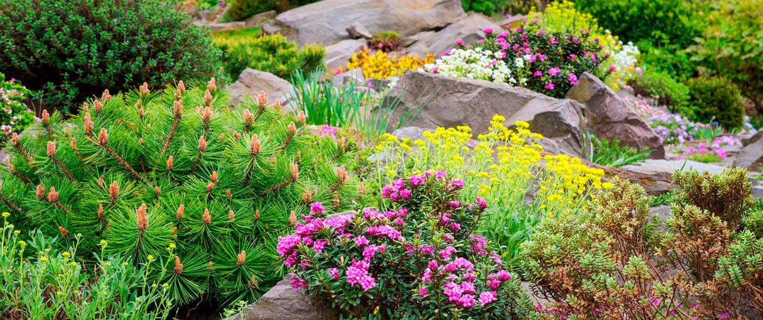 Steingarten - Garten Winkler, Außengestaltung, Rasen, Pflanzarbeiten,  Teichbau, Dachbegrünung